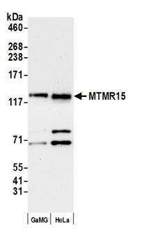 Rabbit MTMR15 Antibody