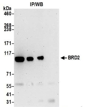 Rabbit BRD2 Antibody