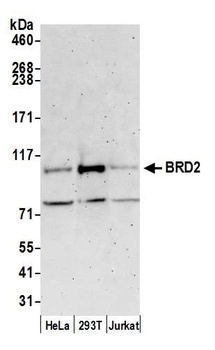 Rabbit BRD2 Antibody