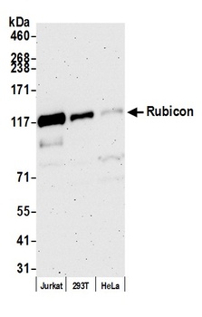 Rabbit Rubicon Antibody