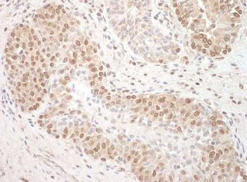 Rabbit anti-TFIP11 Antibody