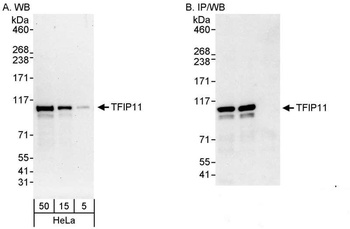 Rabbit anti-TFIP11 Antibody