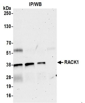 Rabbit RACK1 Antibody
