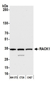 Rabbit RACK1 Antibody