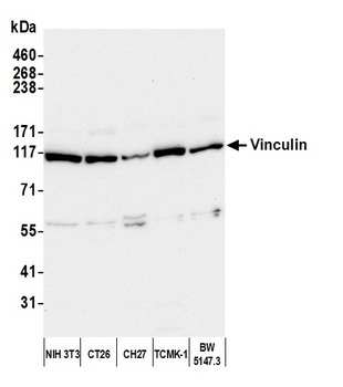 Rabbit Vinculin Antibody