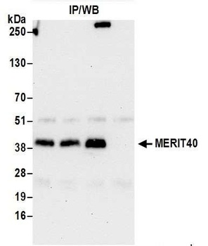 Rabbit MERIT40 Antibody