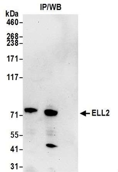 Rabbit ELL2 Antibody
