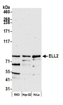 Rabbit ELL2 Antibody