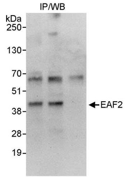 Rabbit EAF2 Antibody