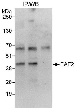 Rabbit EAF2 Antibody