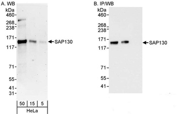 Rabbit SAP130 Antibody