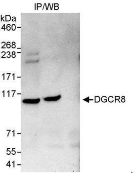 Rabbit DGCR8 Antibody