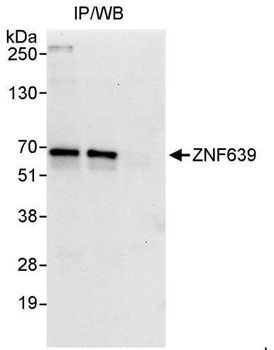 Rabbit ZNF639 Antibody