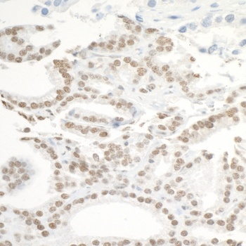 Rabbit BRD3 Antibody