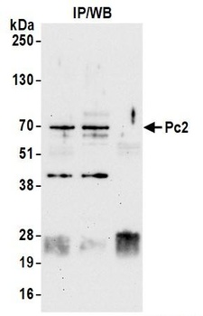 Rabbit Pc2 Antibody