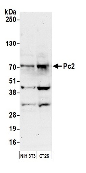 Rabbit Pc2 Antibody