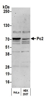 Rabbit Pc2 Antibody