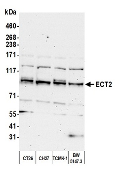 Rabbit ECT2 Antibody