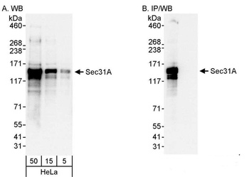 Rabbit anti-Sec31A Antibody