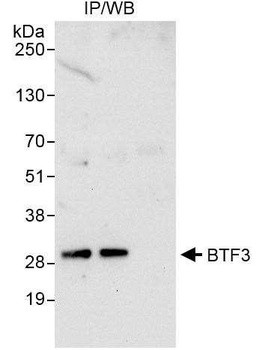 Rabbit anti-BTF3 Antibody