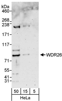 Rabbit WDR26 Antibody