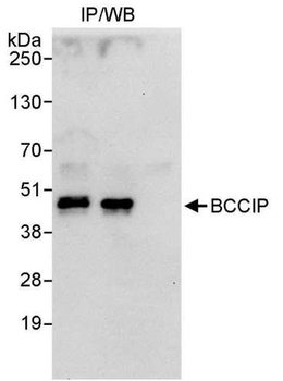 Rabbit BCCIP Antibody