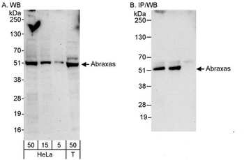 Rabbit Abraxas Antibody
