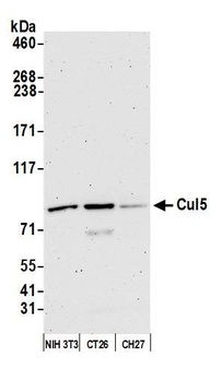 Rabbit Cul5 Antibody