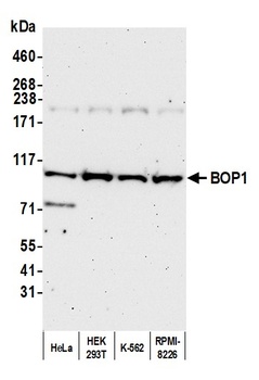 Rabbit BOP1 Antibody