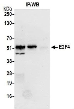 Rabbit E2F4 Antibody