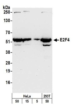 Rabbit E2F4 Antibody