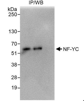 Rabbit NF-YC Antibody