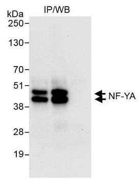Rabbit NF-YA Antibody