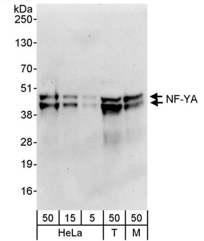 Rabbit NF-YA Antibody