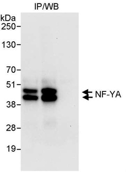 Rabbit NF-YA Antibody
