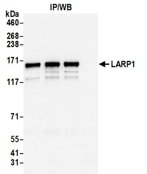 Rabbit LARP1 Antibody