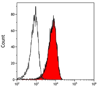 Rabbit Notch2 Antibody