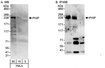 Rabbit PHIP Antibody