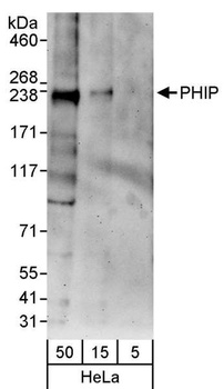 Rabbit PHIP Antibody