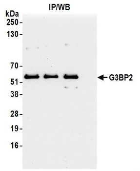 Rabbit G3BP2 Antibody