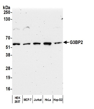 Rabbit G3BP2 Antibody