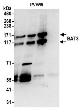 Rabbit BAT3 Antibody