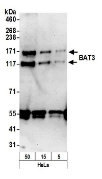 Rabbit BAT3 Antibody