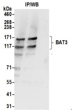 Rabbit BAT3 Antibody