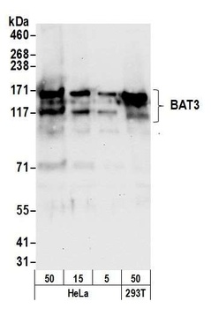 Rabbit BAT3 Antibody