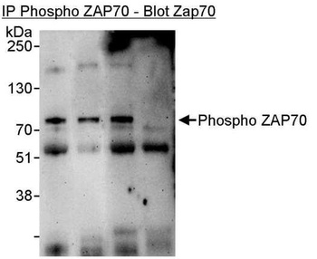 Rabbit Phospho ZAP70 (Y493/Y494) Antibody