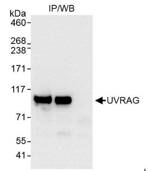Rabbit anti-UVRAG Antibody