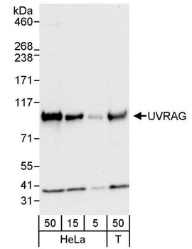 Rabbit anti-UVRAG Antibody