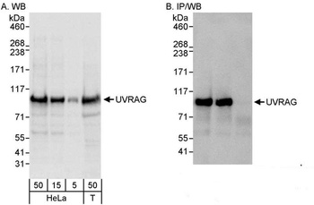 Rabbit anti-UVRAG Antibody