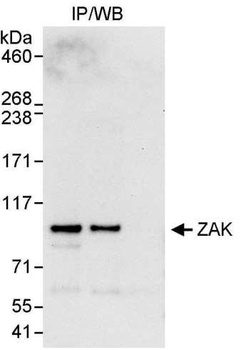 Rabbit anti-ZAK Antibody